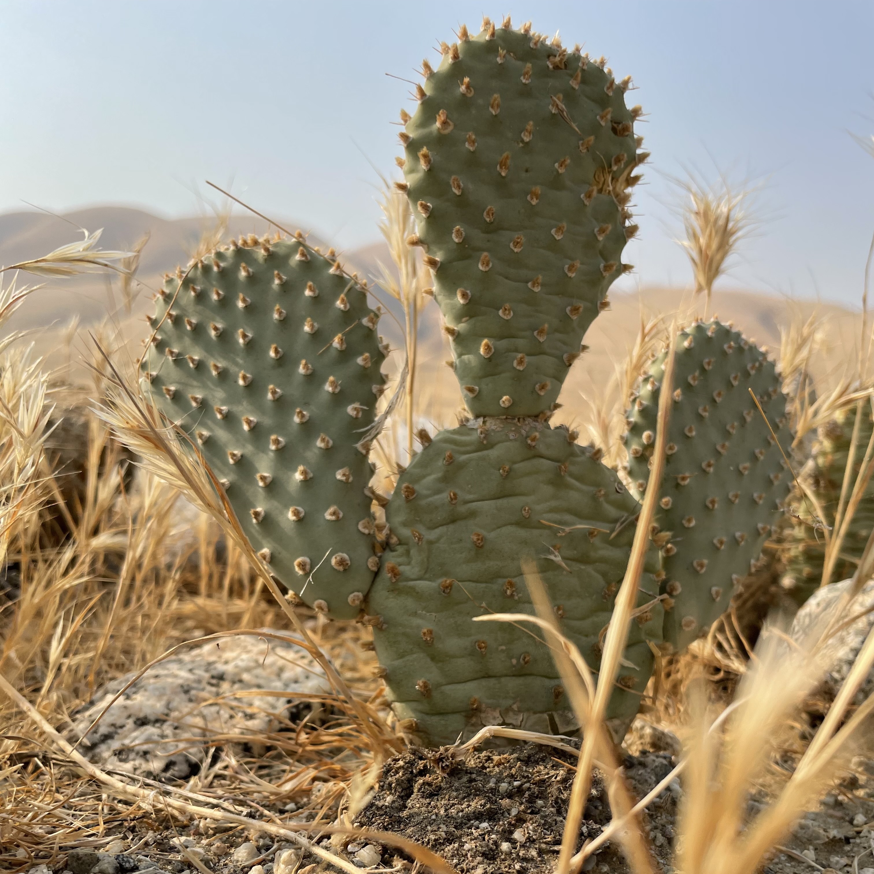 Volunteer Day: Backcountry Bakersfield Cactus Planting - logo